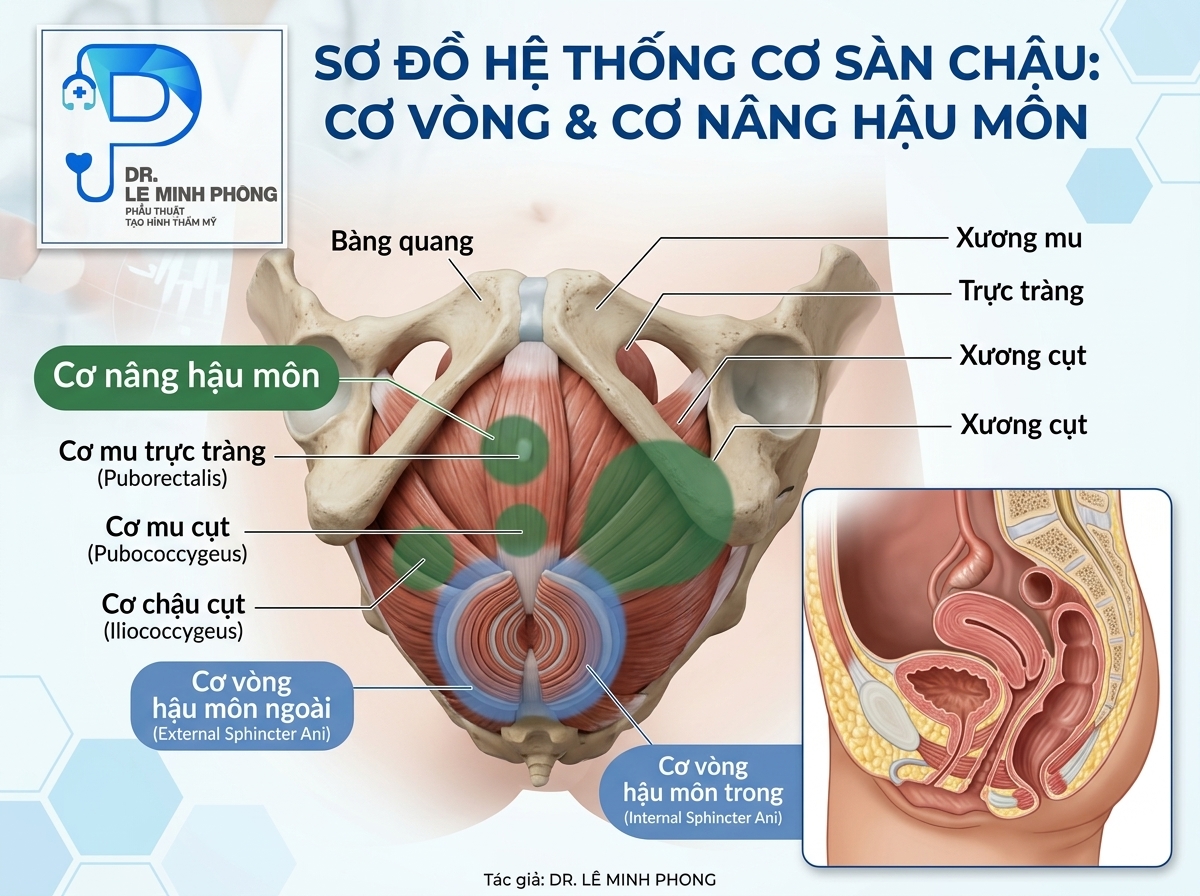 Mô phỏng sơ đồ hệ thống cơ vòng và cơ nâng hậu môn vùng sàn chậu